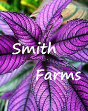 Seeds purple persian for sale  Spring City