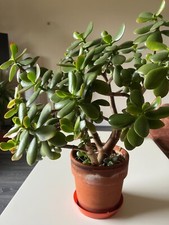 Jade plant pups for sale  GLASGOW