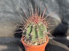 Ferocactus rectispinus cactus usato  Massafra