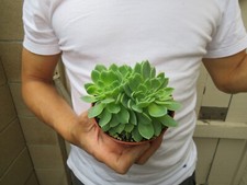 Echeveria blue atoll for sale  Garden Grove
