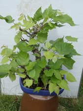 Bonsai wunderbare uralte gebraucht kaufen  Dresden