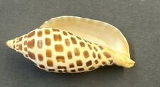 Scaphella junonia 112.2mm for sale  Niceville