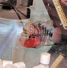 flowerhorn females for sale flowerhorn females for sale Glasgow