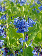 Wildflower virginia bluebells for sale  Wadsworth