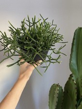 Rhipsalis pilocarpa pot for sale  Lakeport