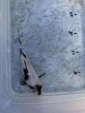 Koi carp 15cm for sale  ROMFORD