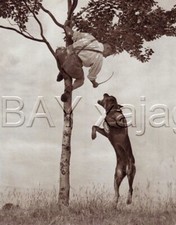 Dog rottweiler schutzhund for sale  Lake Villa