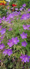 Wiesen storchschnabel geranium gebraucht kaufen  Stühlingen