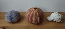 Sea urchin conch for sale  COALVILLE