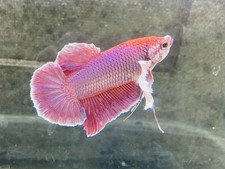 Live betta fish for sale  Fontana