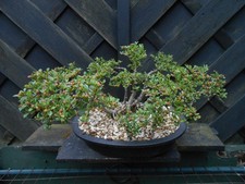 large plastic tree pots for sale large plastic tree pots for sale CANNOCK