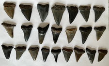 Mako shark teeth for sale  Bluffton