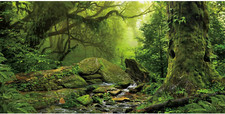 Awert tropical forest for sale  Denver
