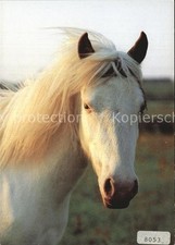Pferde shetland pony gebraucht kaufen Pferde shetland pony gebraucht kaufen  Deutschland