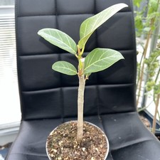 Banyan tree ficus for sale  LITTLEBOROUGH