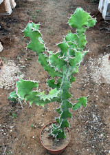 Euphorbia grandicornis pianta usato Euphorbia grandicornis pianta usato  Menfi