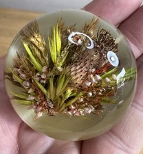 Vintage dried flowers for sale  KIRKCALDY