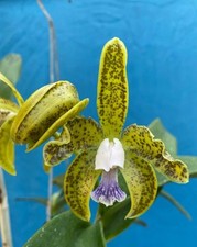 orchid indoor plants for sale orchid indoor plants for sale San Francisco
