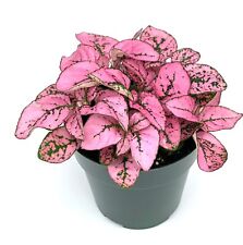 Hypoestes pink splash for sale  Castaic