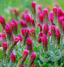 Trifolium rubens ruddy for sale  BELLSHILL