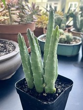 stapelia for sale stapelia for sale Portland