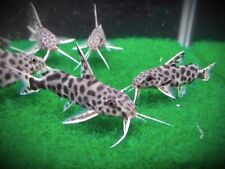 Synodontis jaguar dwarf for sale  Sarasota