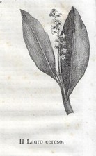 Stampa antica fiore usato  Lecco