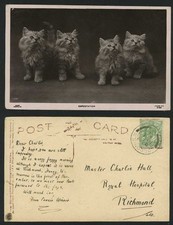 Beautiful cats kittens for sale  UK
