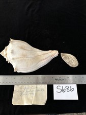 lightning whelk for sale  Warner Robins