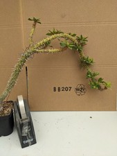 Euphorbia spec kakteen gebraucht kaufen  Stuttgart