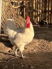 Bresse eggs. pure for sale  STOURBRIDGE