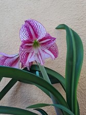 Usado, Hippeastrum 'Autumn Pink Lady X Self 'Variegated- 1 bulb about 1,5cm. Seedlings! comprar usado  Enviando para Brazil