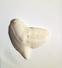 Dent requin tigre d'occasion  Tarbes