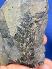 Carboniferous plant fossil gebraucht kaufen  Saarbrücken