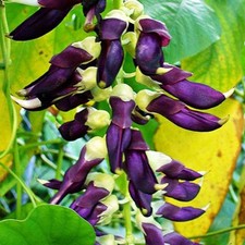 Graines mucuna pruriens d'occasion  Suresnes