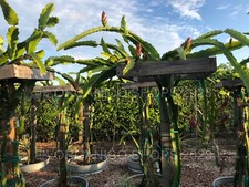 Dragon fruit cutting for sale  Marco Island
