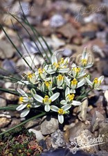Albuca humilis rare for sale  MARCH