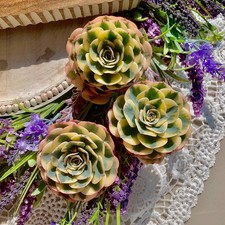 Rare echeveria succulent for sale  Syosset