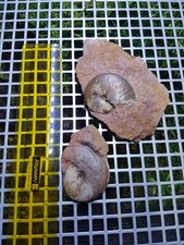 Fossilien sammlung sengenthal gebraucht kaufen  Berlin