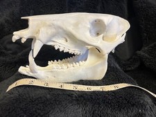 Javelina skull for sale  Benson