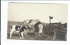 Real photo postcard for sale  Polo