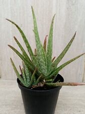 Pianta grassa aloe usato  Roma