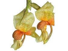 Stanhopea saccata seltene gebraucht kaufen  Ludwigshafen am Rhein