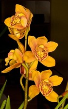 Cymbidium enzan forest for sale  New Orleans