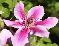 Waldrebe clematis ruppel gebraucht kaufen  Uplengen