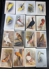 canary bird for sale  SWADLINCOTE