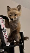 Red fox pup for sale  Wheeling