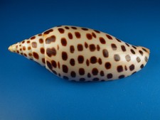 Scaphella junonia beautiful for sale  Kapolei