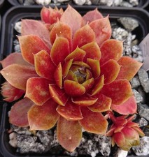 Exklusive neuheit sempervivum gebraucht kaufen  Gera-Umland