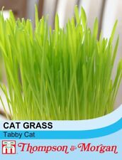 Cat grass tabby for sale  LONDON